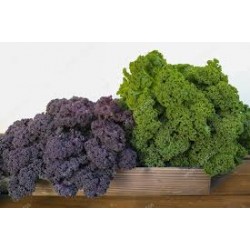 CHOU KALE Vert BIO - ALMDCN...