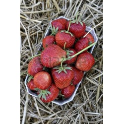 ! NOUVEAU ! FRAISES DU...